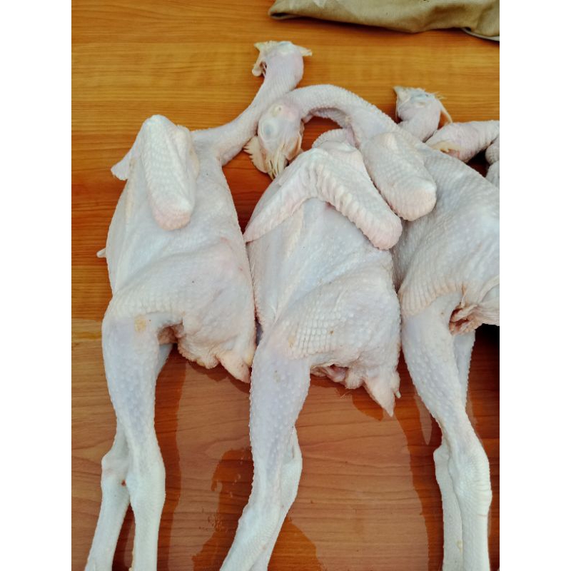 

ayam jantan /ekor mang sayur