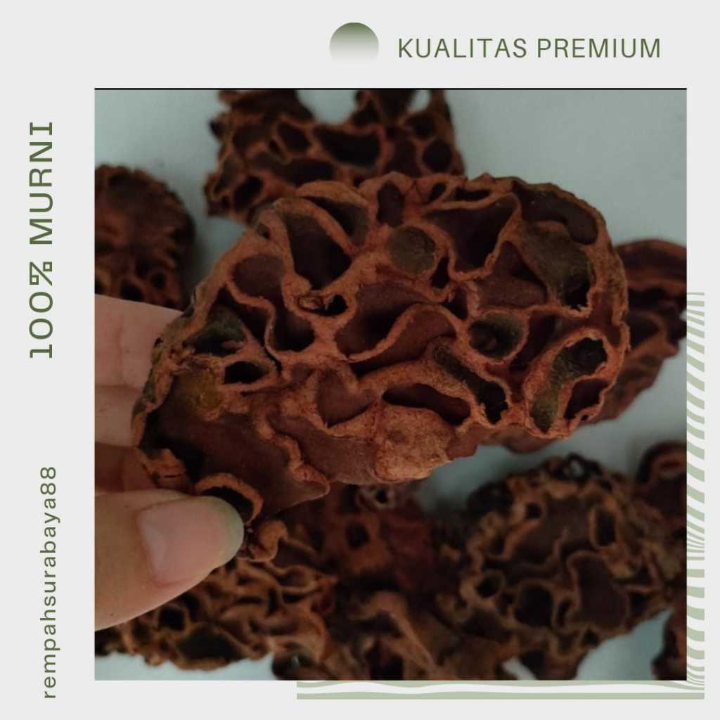 

SARANG SEMUT ASLI PAPUA OBAT HERBAL GRADE A