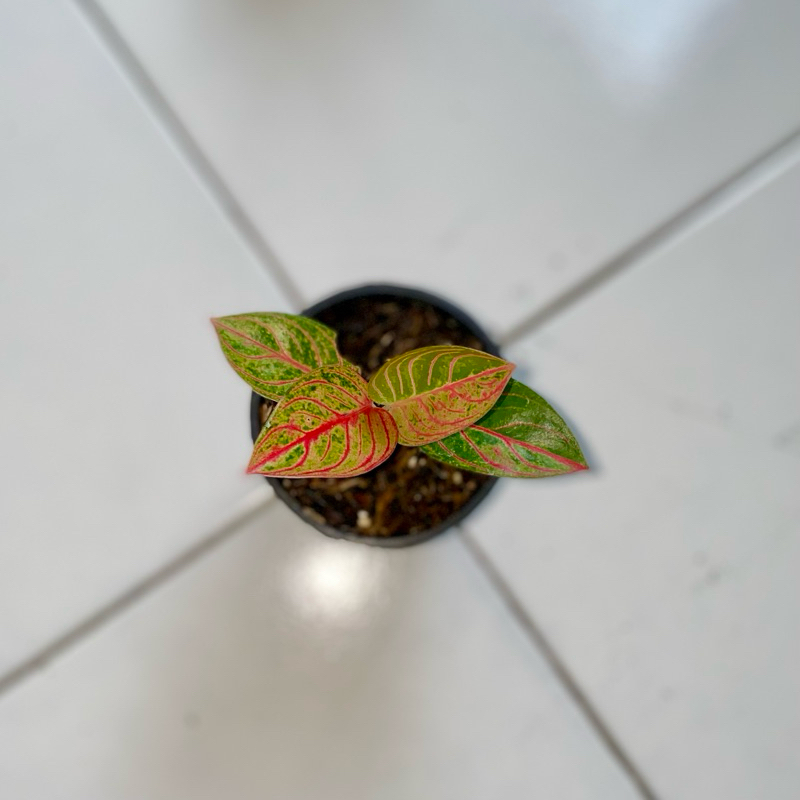 Aglaonema Kresna