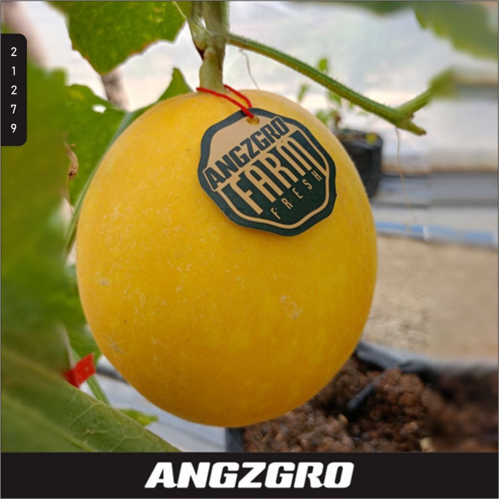 

Melon Golden Alisha Hydroponik 800 Gr - 1.1 Kg