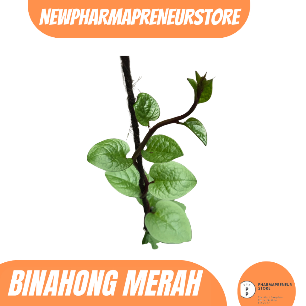 

EKSTRAK DAUN BINAHONG MERAH BEST QUALITY