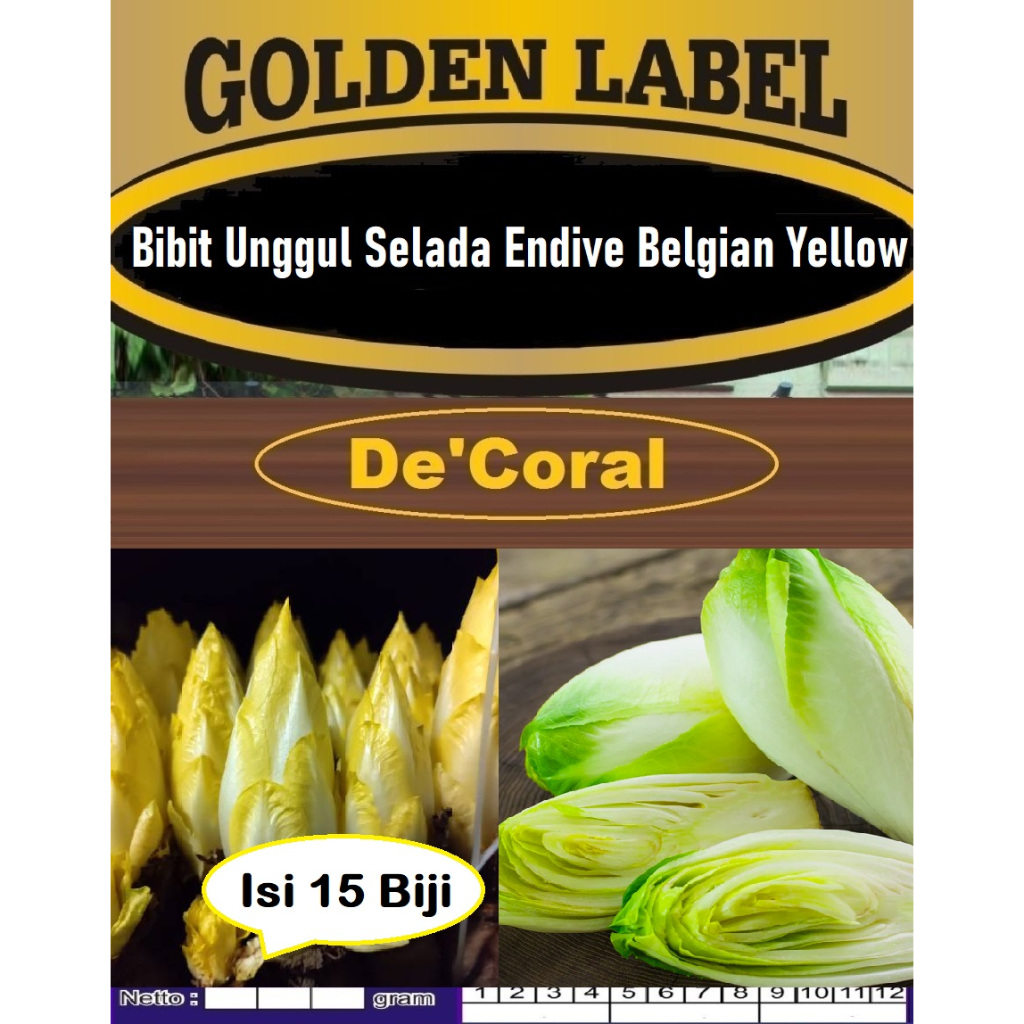 Bibit Unggul Selada Endive Belgia Yellow | Biji Benih Selada Endive Belgia Yellow | Sayur Endive Bel