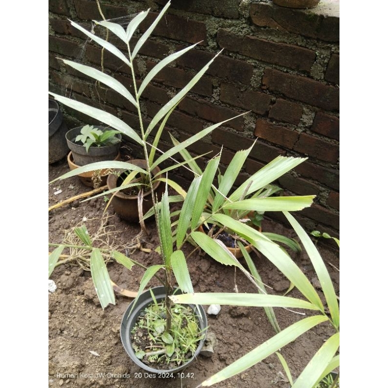 Bibit PALEM EKOR TUPAI