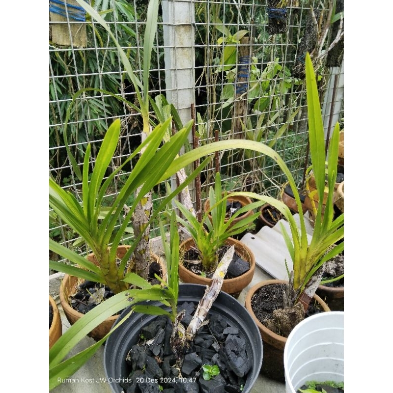 anggrek tebu RAWATAN