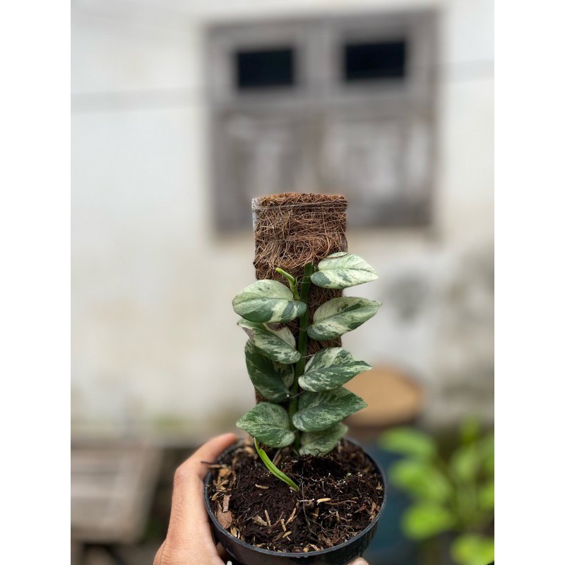 tanaman hias rhaphidophora dolar hayi variegata