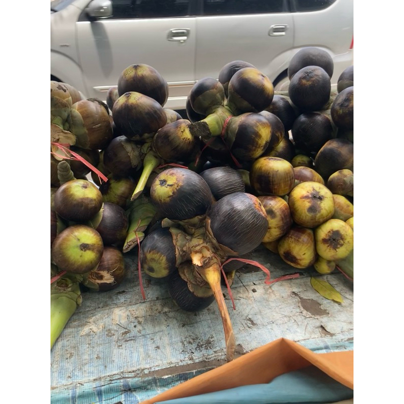 

Buah Lontar Segar Asli (1 Buah) Kualitas Premium