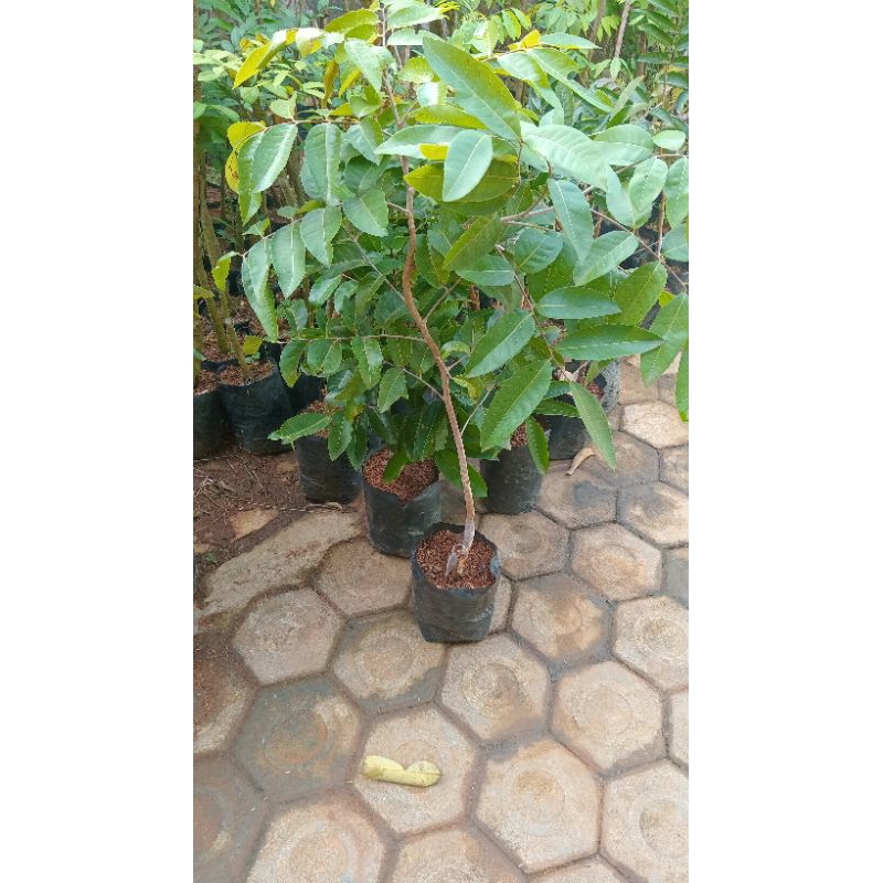 

kelengkeng matalada hasil sambung susu