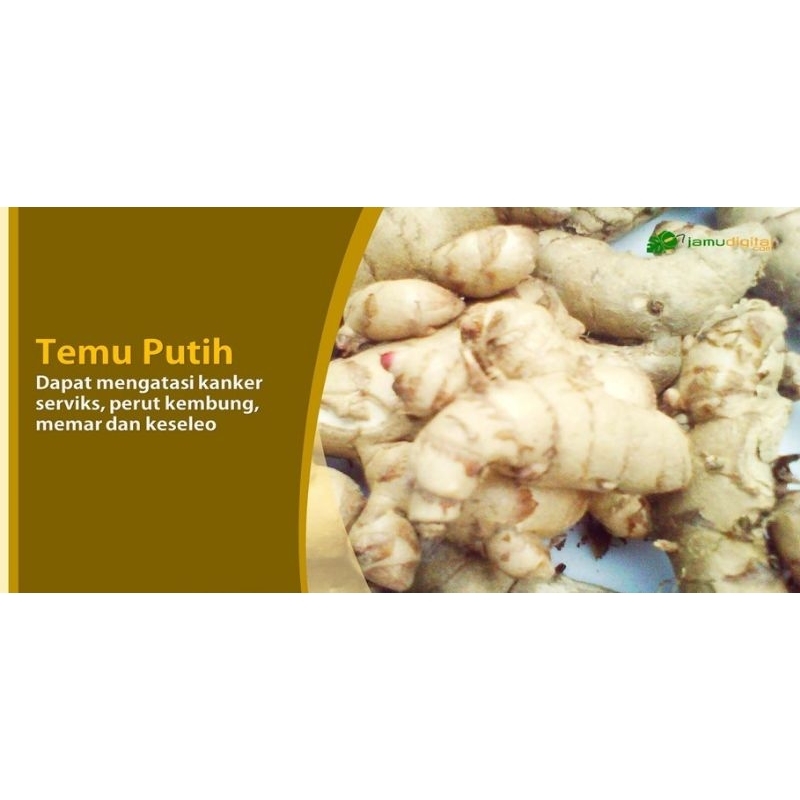 

Temu Putih Segar 1 Ruas