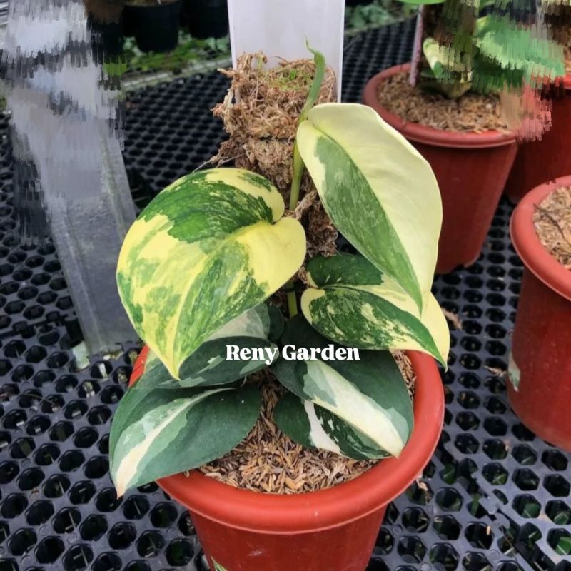 Scindapsus jadesatin variegata