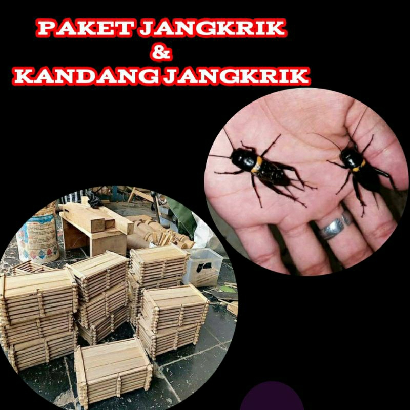 paket jangkrik aduan + kandang jangkrik , jangkrik Jaliteng