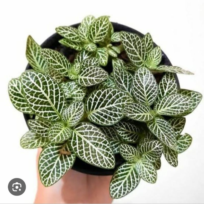 FITONIA MINI TANAMAN HIAS MURAH