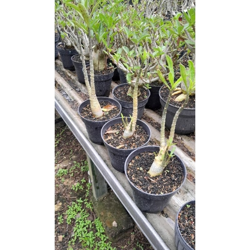 

ARABICUM YELLOW FULL