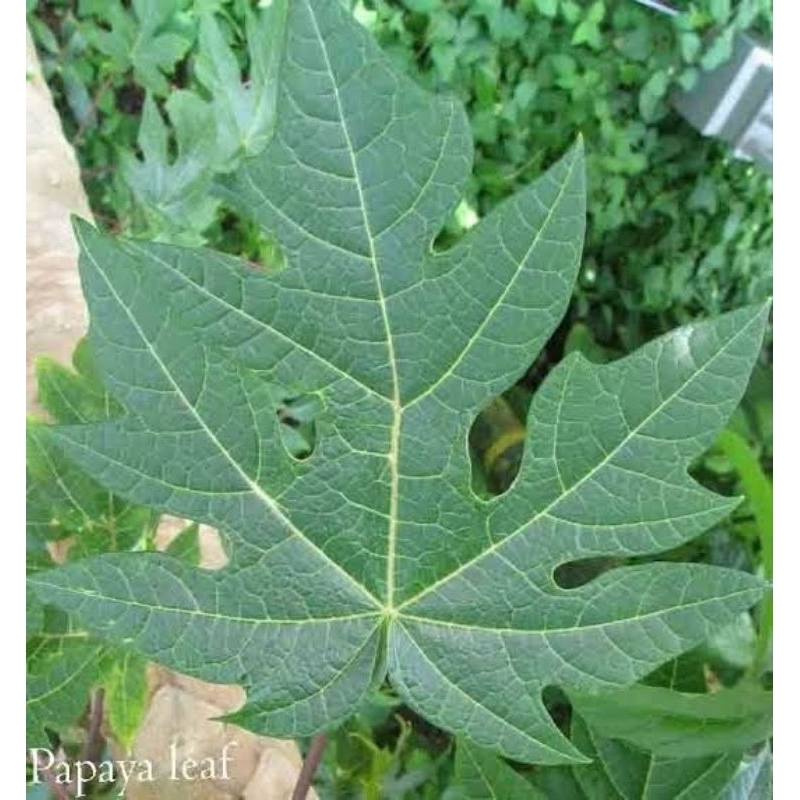 

daun pepaya segar/500g/