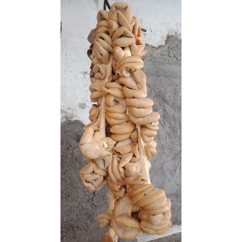 

usus mentah/ISO sapi lokal