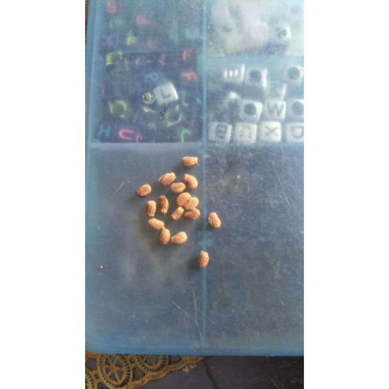 telur belalang daun phyllium jacobsoni