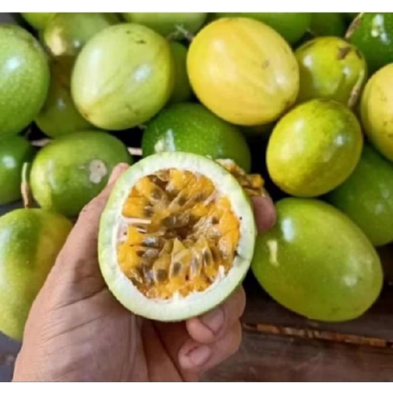 

buah markisa kuning segar 1 kg