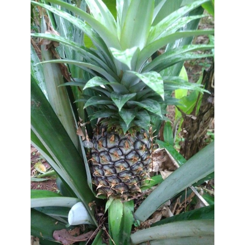 

NANAS MUDA PELANCARHAID/ Nanas muda asli/herbal