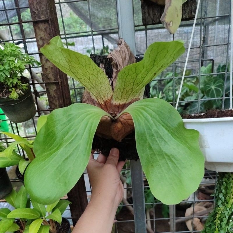 platycerium Elephantotis