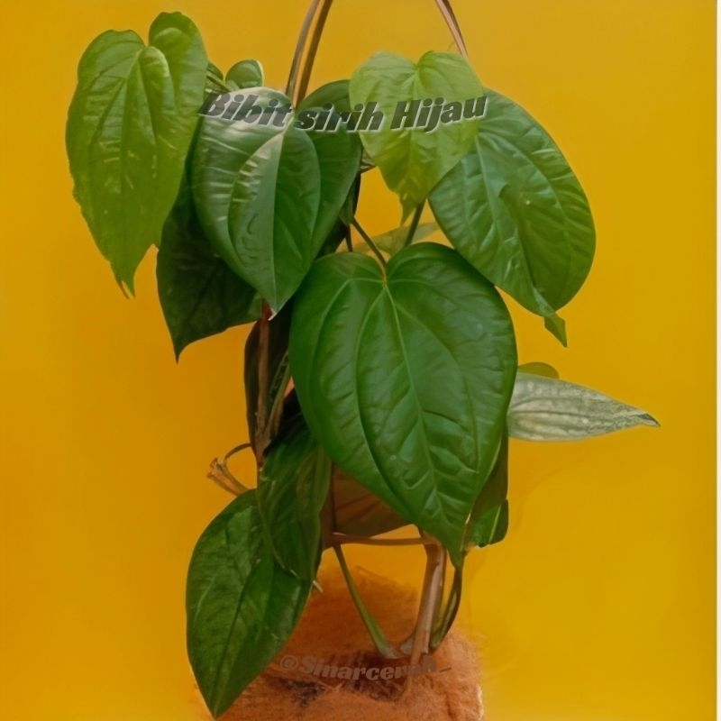 

Jual Tanaman Bibit Sirih Hijau siap tanam(herbal)Daun Sirih Ijo termurah