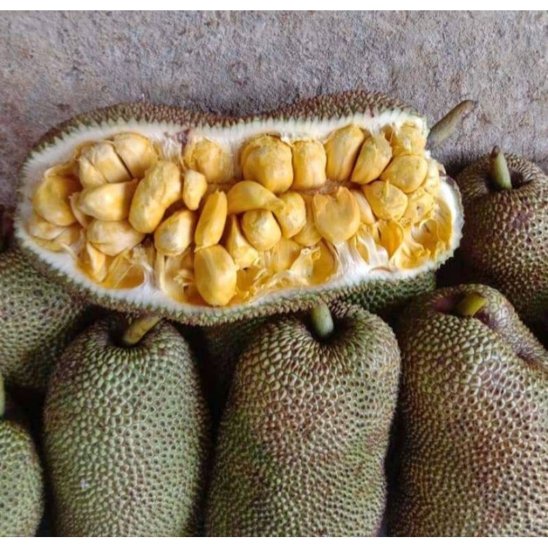 

Buah campedak matang fresh langsung petik dari pohonnya 2kg 2,5 3kg