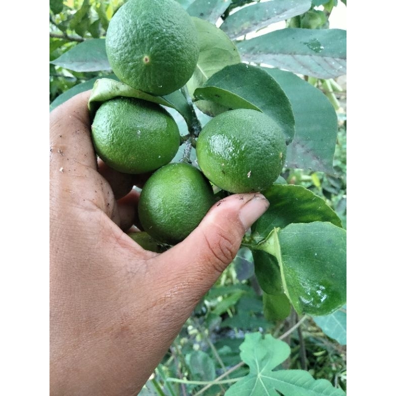 

jeruknipis