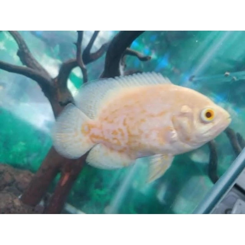Hiasan Aquarium Oscar Batik Albino-Oscar