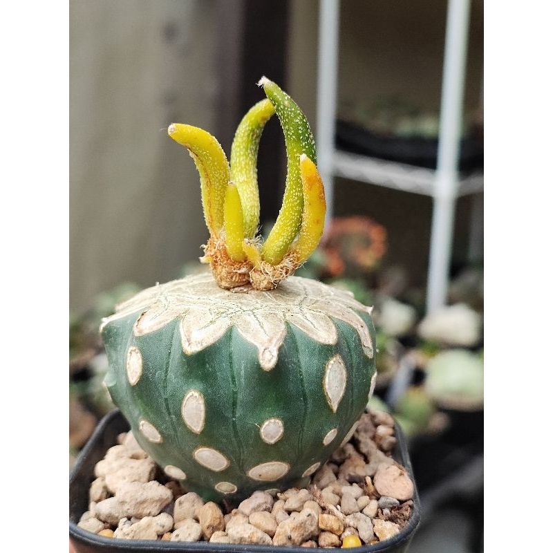 Astrophytum Caput Medusae Variegata on graft