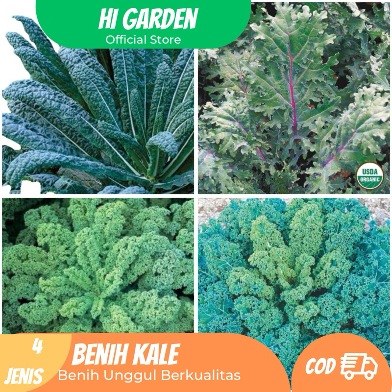 Paket 4 Jenis Bibit kale Ratu Sayuran Benih Kale Unggul Kale Nero  Kale Dwarft Kale Blue Kale Red