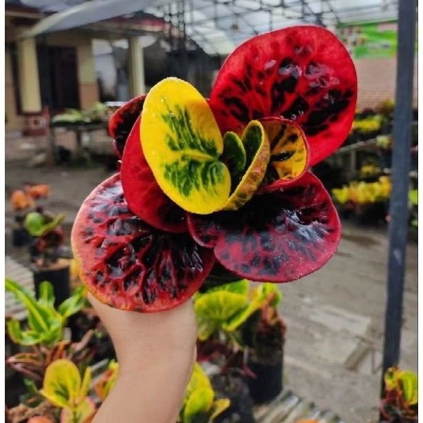 PURING SRG (Super Red Giant)