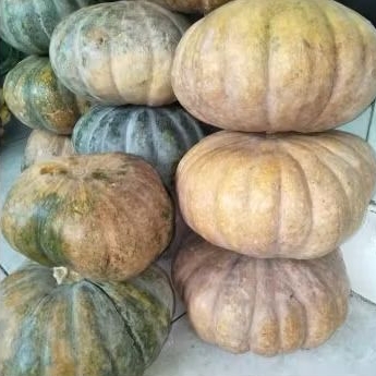 

waluh 1 buah / labu kuning 1.7 - 2.2kg buah waluh untuk kolak