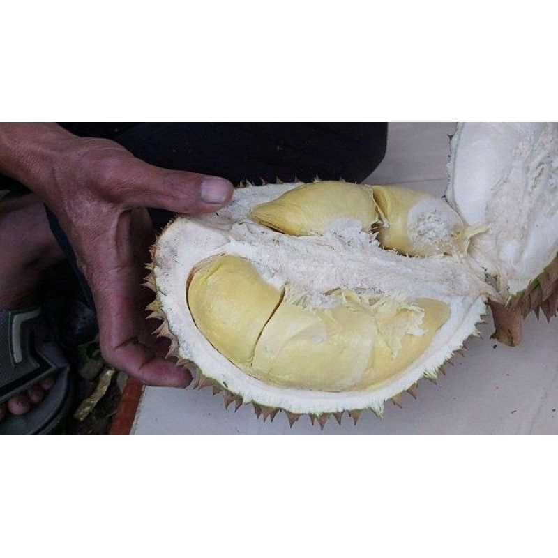 

Durian doro perbuah 1kg