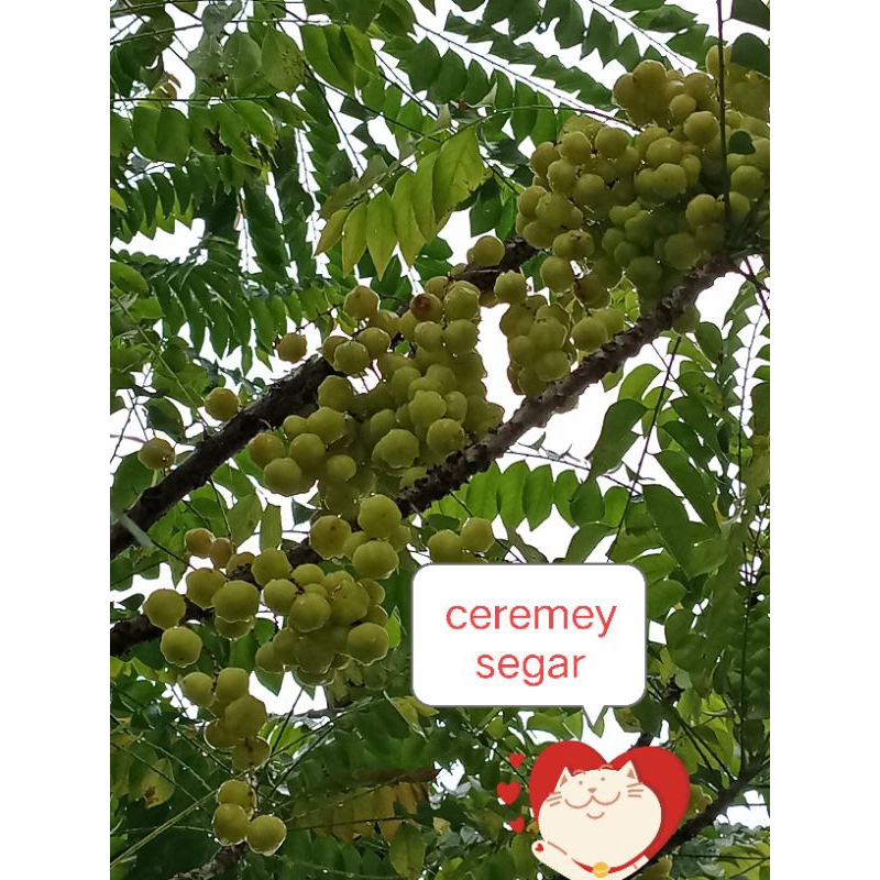 

Buah Cermai segar