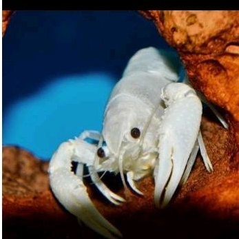 

LOBSTER PUTIH HIAS - KADO AQUARIUM UKURAN 4-5 CM