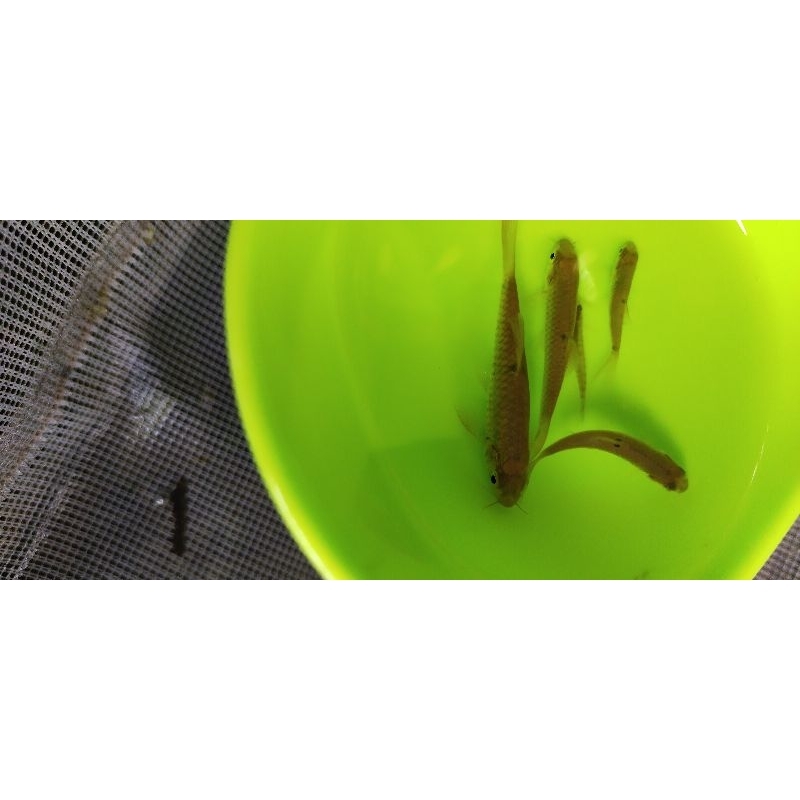 wader hiasan aquarium