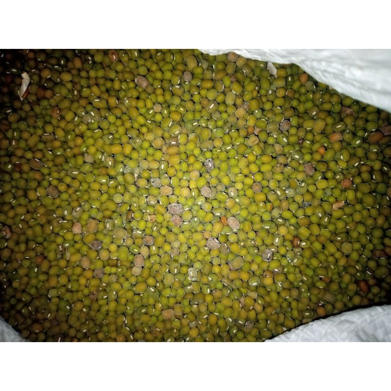 

Kacang Hijau