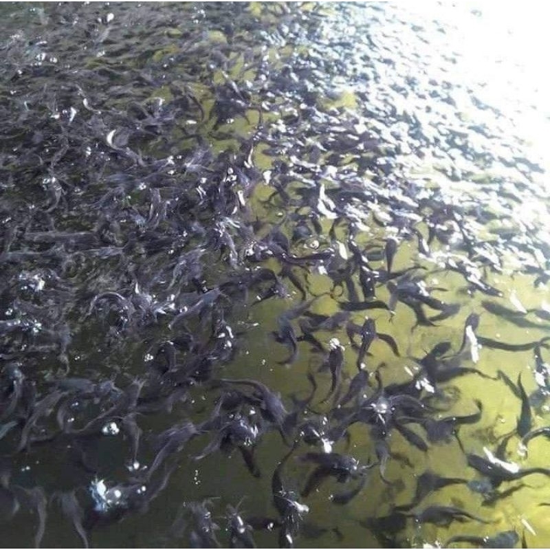 

benih lele ukuran 4-5 cm 30 ekor