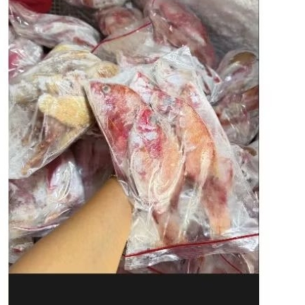 

ikan kakap frozen
