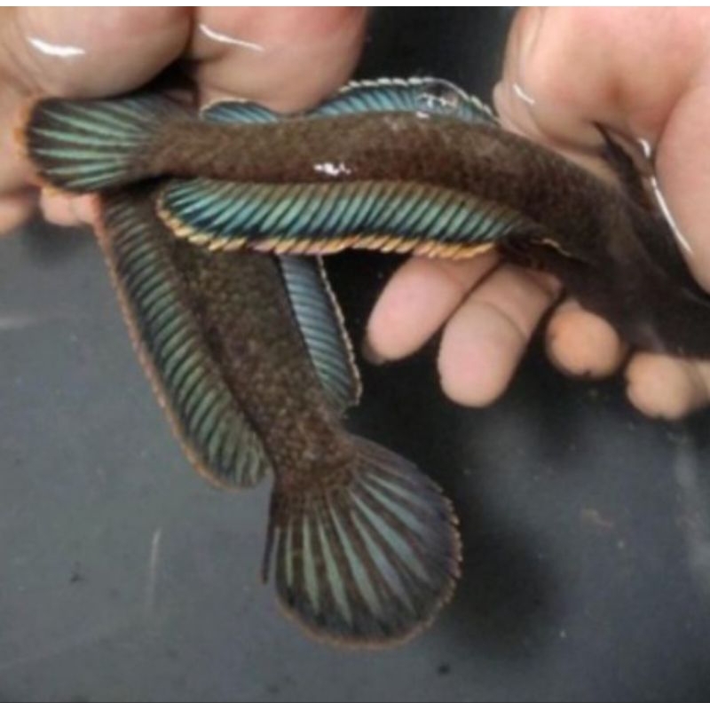 sepasang limbata pair alam kualitas mantap ukuran 14 cm