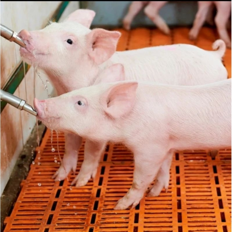 5 pcs nipple alat minum hewan ternak babi kambing kran dot otomatis pig nipple drinker stainless ste