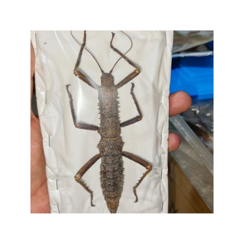 stick insect