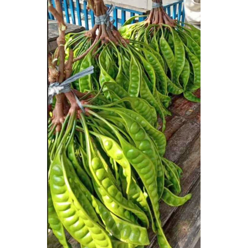 

Petai Super Pete 5 Lonjor Murah Segar Dipetik Langsung Dari Pohon