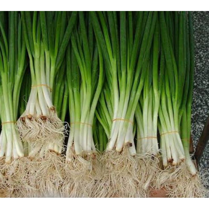 

Daun Bawang Besar / Bawang Pre 1 ikat KIRIM INSTAN