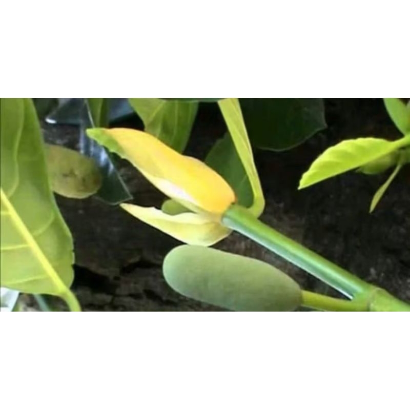 

buah Babal/tongtolang obat diabetes dan diare 50gr