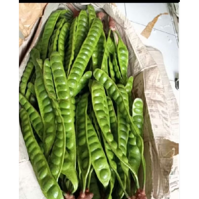 

Pete/petai super isi 10 papan(bisa cod/bayar ditempat