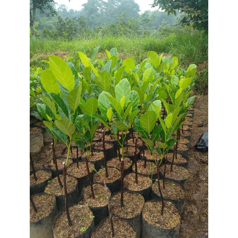 Bibit nangka kandel/jumbo