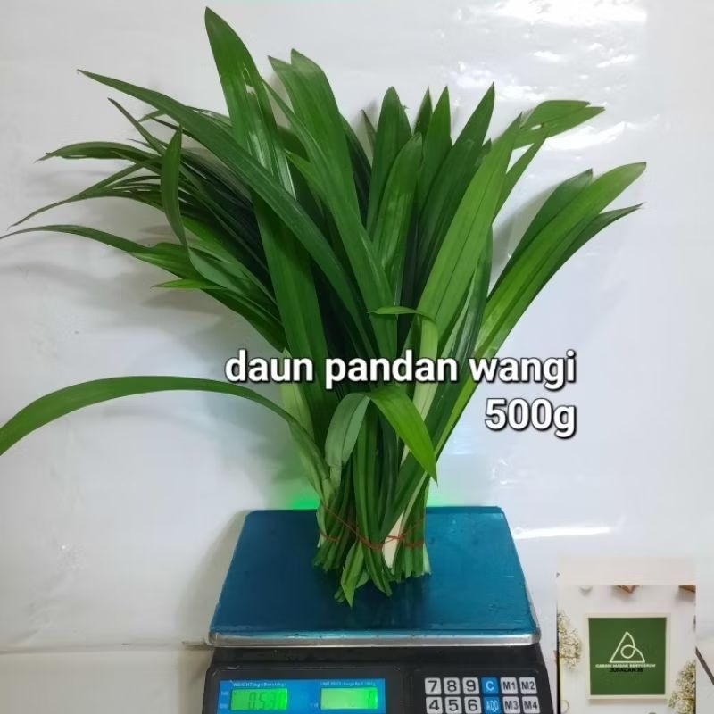 

Daun pandan wangi 500g