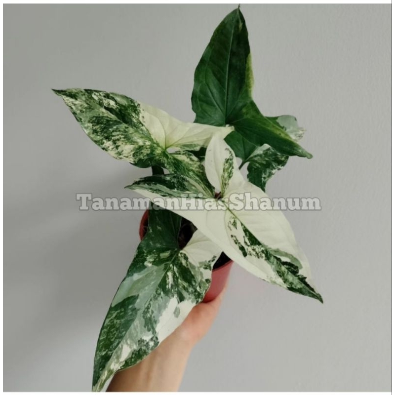 Promo COD tanaman hias syngonium albo variegata - syngonium varigata - syngonium variegata - syngoni
