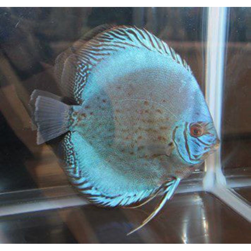 Discus Blue Cobalt //ikan hias aquarium