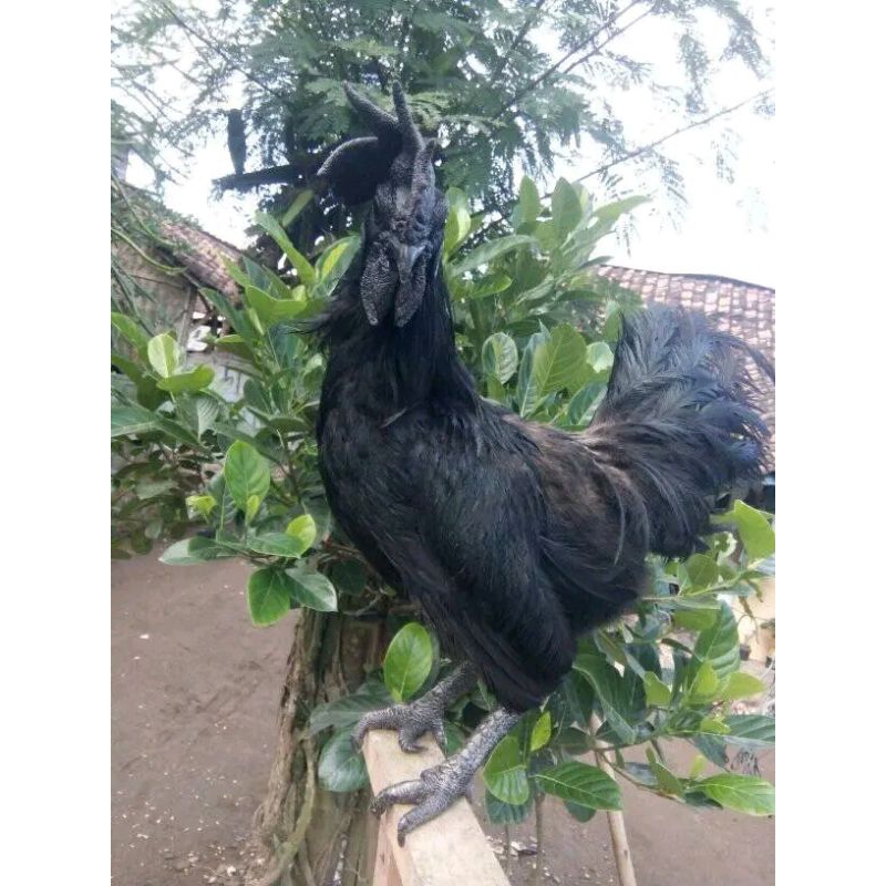 ayam cemani lidah hitam