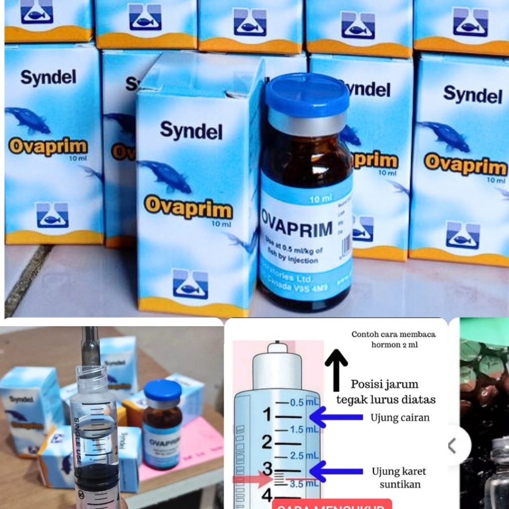 Ovaprim Syndel ECER 1m Hormon Ikan Original Breeding Ikan